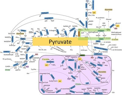 From Glucose to Lactate and Transiting Intermediates Through Mitochondria, Bypassing Pyruvate Kinase: Considerations for Cells Exhibiting Dimeric PKM2 or Otherwise Inhibited Kinase Activity